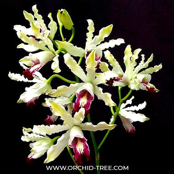 Cattleya (Myrmecophila) thomsoniana semi alba sp. Orchid Plant - BS