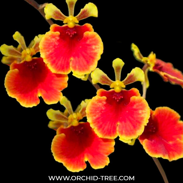 Oncidium Tolumnia Jairak Flyer 'No.703' - BS