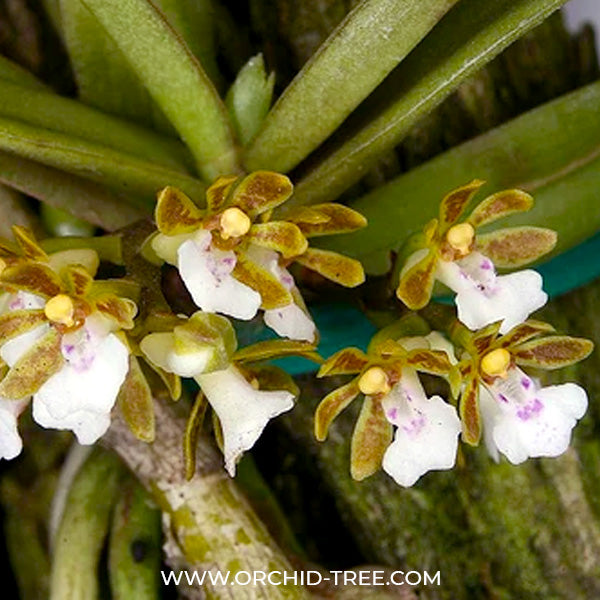 Trichoglottis triflora - BS
