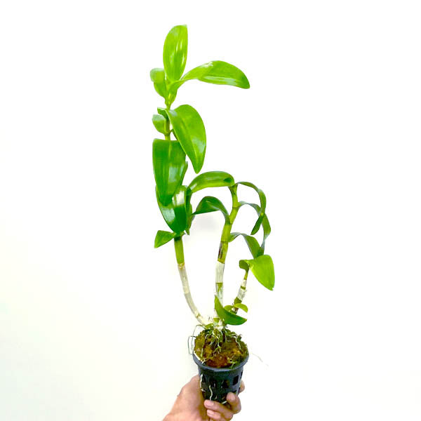 Dendrobium Thongchai Gold x Udom Yellow - BS
