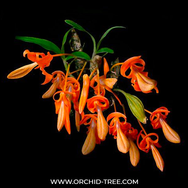 Dendrobium unicum sp. - BS