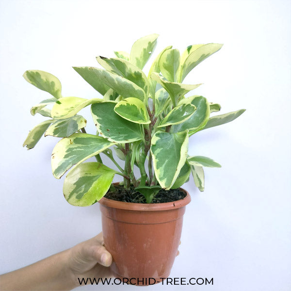 Peperomia obtusifolia variegata
