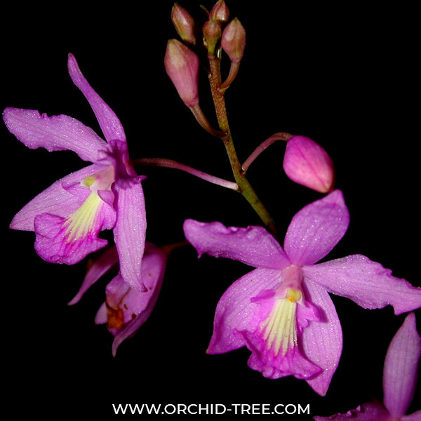 Pseudolaelia vellozicola sp. - FF - Buy Orchids Plants Online by Orchid-Tree.com