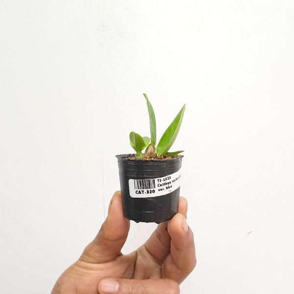 Cattleya walkeriana var. blue - MS