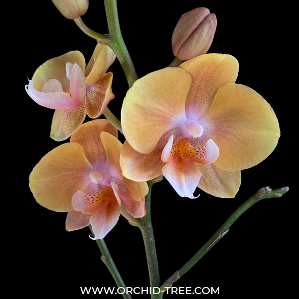 Phalaenopsis Younghome Wallet - FF (Open Flowers)