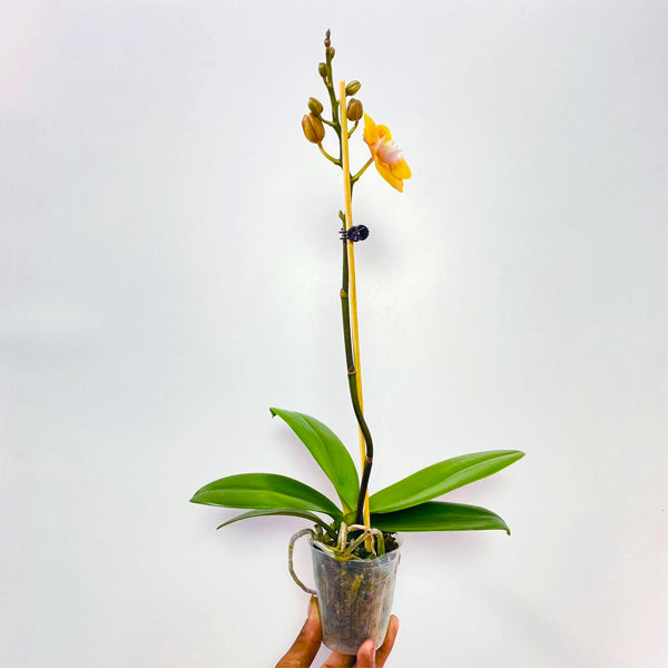 Phalaenopsis Younghome Wallet - FF (Open Flowers)
