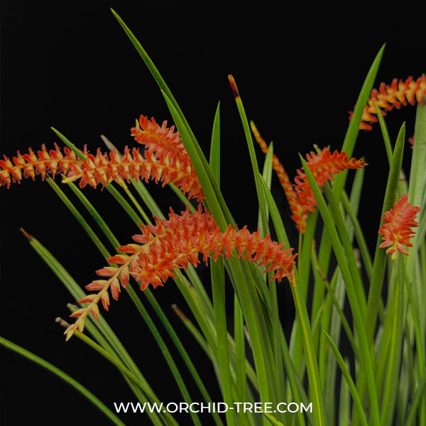 Dendrochilum wenzelii sp. Orchid Plant - BS