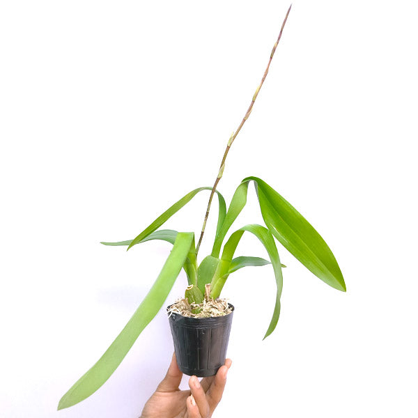 Oncidium (Odcdm.) Wildcat Cherry Tomato - FF