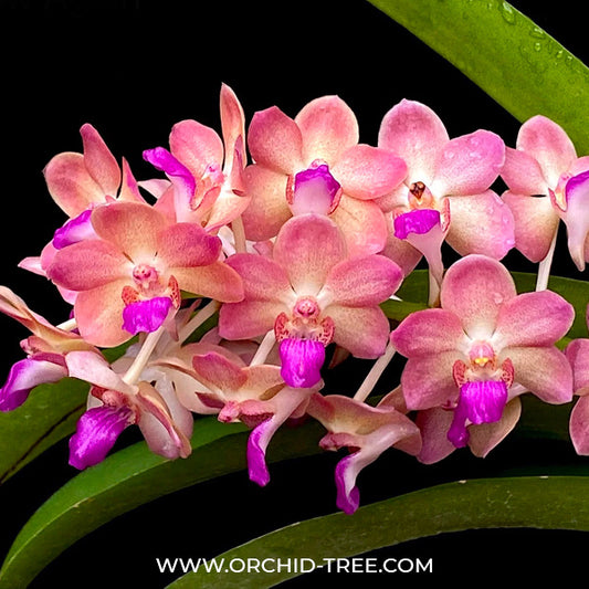 Vanda (Rhy.) Wuttipanara Manoonya Orchid Plant - BS