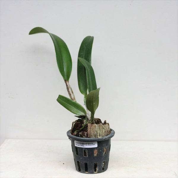 Cattleya (Rlc.) Greenwich - With Flower | FF - Buy Orchids Plants Online by Orchid-Tree.com