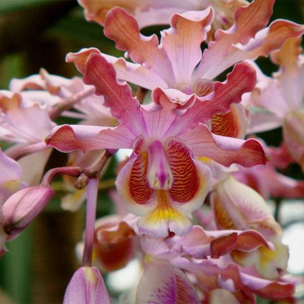 Cattleya (Schm.) tibicinis sp. - Without Flowers | BS - Buy Orchids Plants Online by Orchid-Tree.com