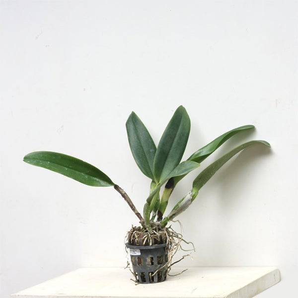 Cattleya Phet Ratsima - Without Flowers | BS - Buy Orchids Plants Online by Orchid-Tree.com
