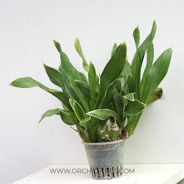Grammatophyllum scriptum variegated -Without Flower | BS - Buy Orchids Plants Online by Orchid-Tree.com