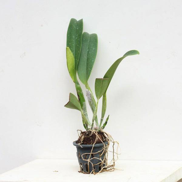 Cattleya Mahina Yahiro - Without Flowers | BS - Buy Orchids Plants Online by Orchid-Tree.com