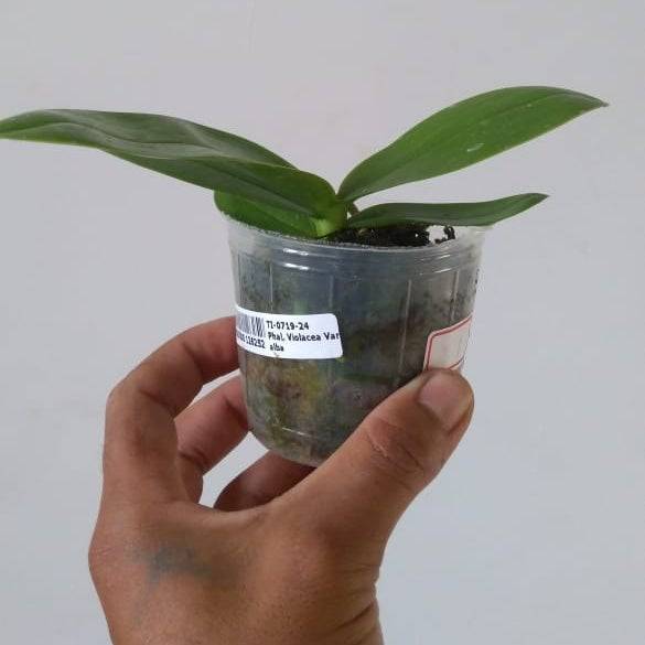 Phalaenopsis violacea var alba sp.- With Flowers | FF - Buy Orchids Plants Online by Orchid-Tree.com