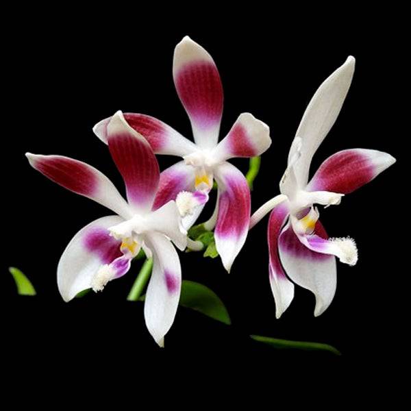 Phalaenopsis tetraspis sp. (C1)- With Flower | FF - Buy Orchids Plants Online by Orchid-Tree.com