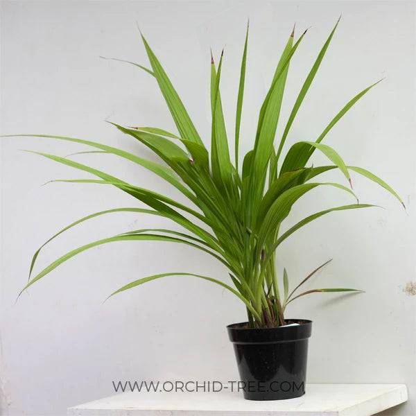 Spathoglottis Sweet Pink - Without Flowers | BS - Buy Orchids Plants Online by Orchid-Tree.com