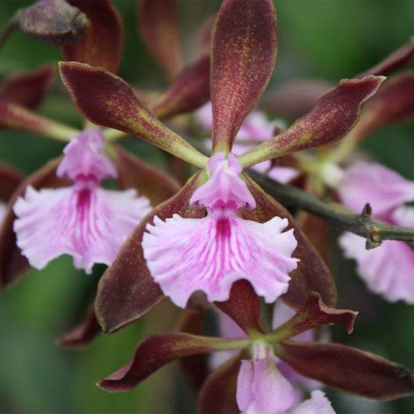 Encyclia phoenicea hybrid - Without Flowers | BS - Buy Orchids Plants Online by Orchid-Tree.com