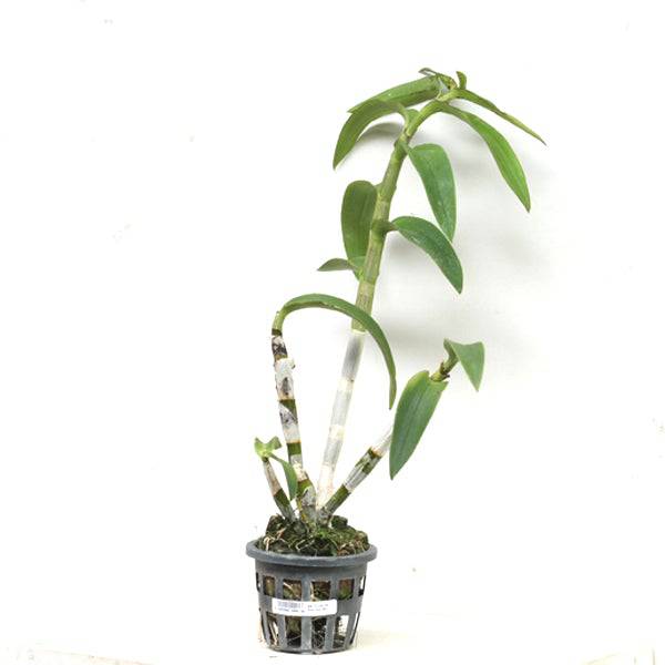 Dendrobium Fuji - Without Flowers | BS - Buy Orchids Plants Online by Orchid-Tree.com