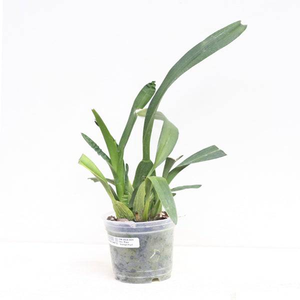 Oncidium Pixie 'Orange Fruit' -Without Flower | BS - Buy Orchids Plants Online by Orchid-Tree.com
