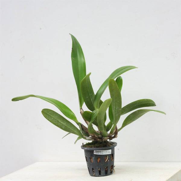 Cattleya (Rlc.) Cornerstones Var Perfection - Without Flower | BS - Buy Orchids Plants Online by Orchid-Tree.com