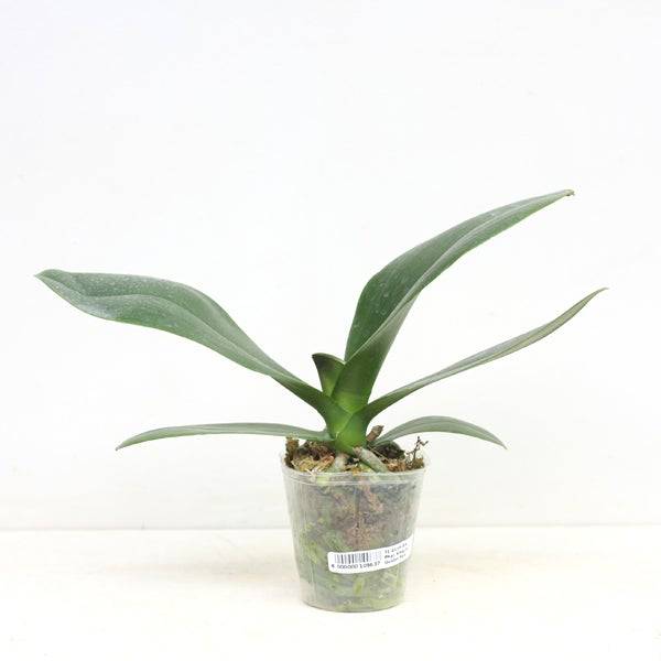 Phalaenopsis Kingcar Golden Sun - With Flowers | FF - Buy Orchids Plants Online by Orchid-Tree.com