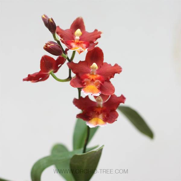 Oncidium (Wils.) Warm Memories ‘Wild Fire' - Without Flower | MS - Buy Orchids Plants Online by Orchid-Tree.com