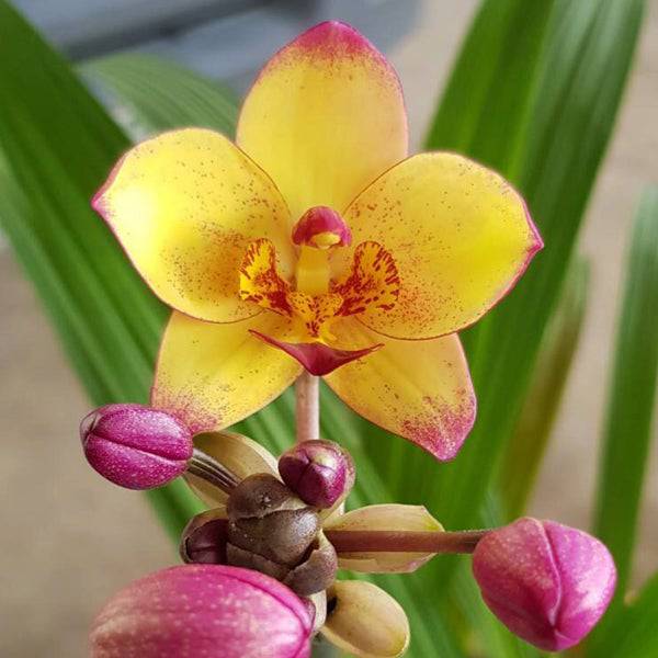Spathoglottis Yellow Red Lip - Without Flowers | BS - Buy Orchids Plants Online by Orchid-Tree.com