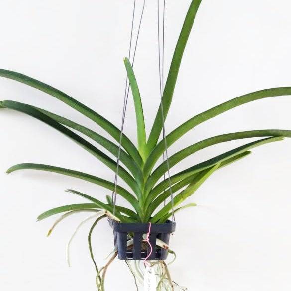 Vanda Jakkit Gold x Charles Goodfellow - Without Flowers | BS - Buy Orchids Plants Online by Orchid-Tree.com