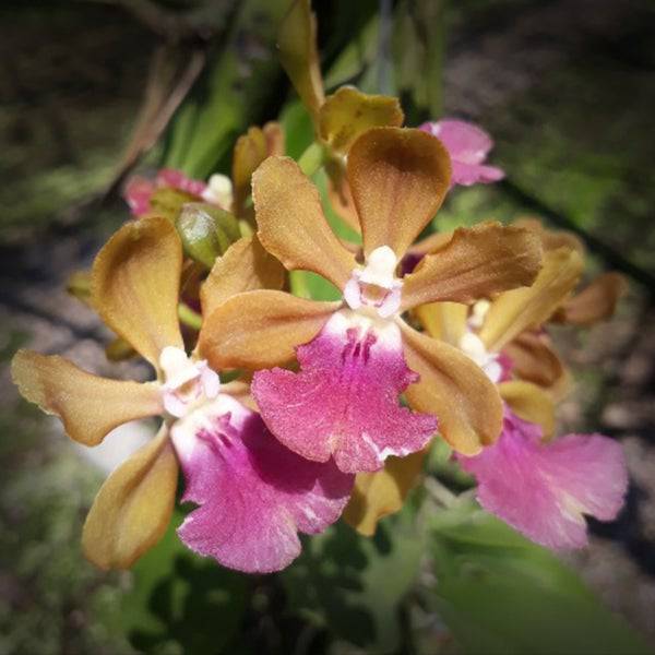 Trichocentrum albococcineum X Maureen -Without Flower | BS - Buy Orchids Plants Online by Orchid-Tree.com
