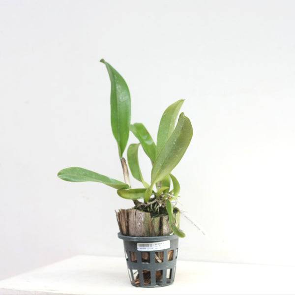 Cattleya (Rlc.) Korat Sunrise - Without Flower | BS - Buy Orchids Plants Online by Orchid-Tree.com