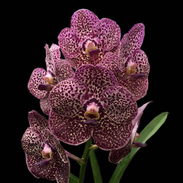 Vanda Kulwadee Fragrance - Without Flowers | SS - Buy Orchids Plants Online by Orchid-Tree.com