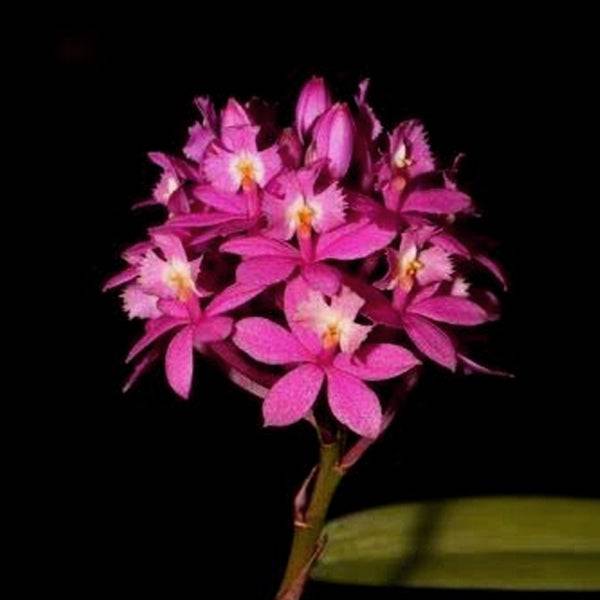 Epidendrum Pink - Without Flower | BS - Buy Orchids Plants Online by Orchid-Tree.com