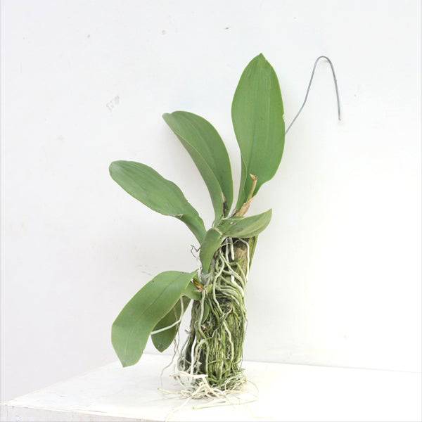 Trichocentrum albococcineum X Maureen -Without Flower | BS - Buy Orchids Plants Online by Orchid-Tree.com