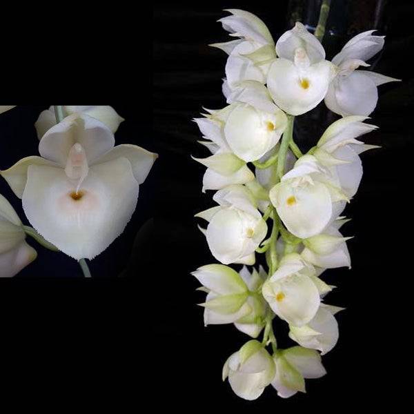 Catasetum Pileatum White - Without Flower | BS - Buy Orchids Plants Online by Orchid-Tree.com