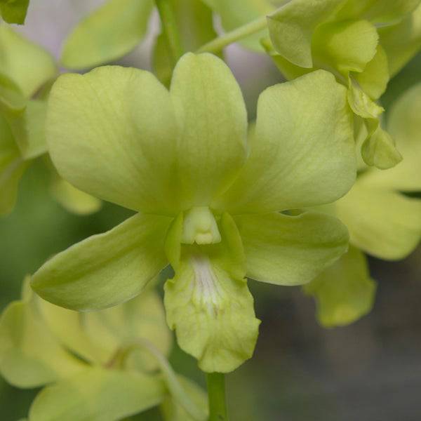 Dendrobium Arredang Green - Without Flower | MS - Buy Orchids Plants Online by Orchid-Tree.com