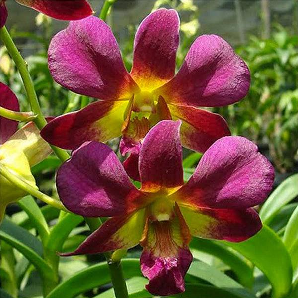 Dendrobium Morning Sun - Without Flowers | BS - Buy Orchids Plants Online by Orchid-Tree.com