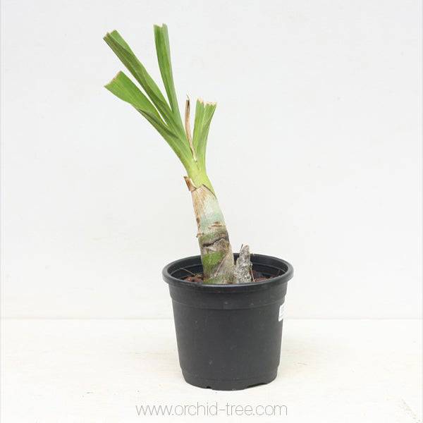 Cycnodes Wine Delight - Without Flowers | BS - Buy Orchids Plants Online by Orchid-Tree.com