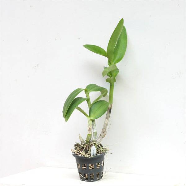Dendrobium Honey - Without Flowers | BS - Buy Orchids Plants Online by Orchid-Tree.com