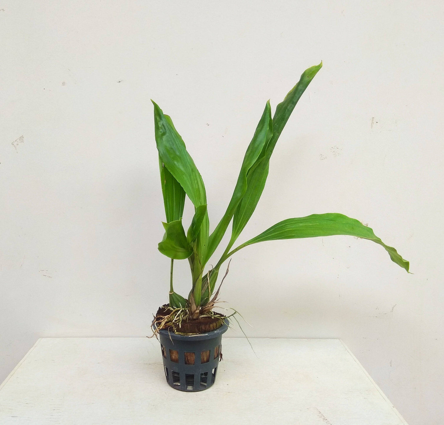 Gongora grossa x galeata - Without Flower | BS - Buy Orchids Plants Online by Orchid-Tree.com