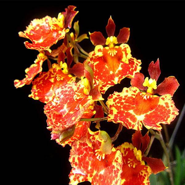 Tolumnia Jairak Flyer 'Firm Brown Mask' -Without Flower | BS - Buy Orchids Plants Online by Orchid-Tree.com