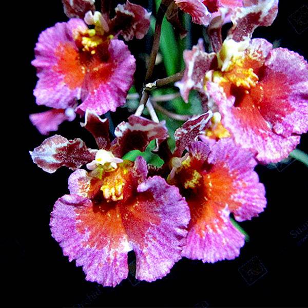 Tolumnia Jairak Flyer 'Carnation' -Without Flower | BS - Buy Orchids Plants Online by Orchid-Tree.com