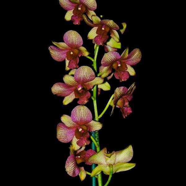 Dendrobium Two Tone Splash - Without Flowers | BS - Buy Orchids Plants Online by Orchid-Tree.com