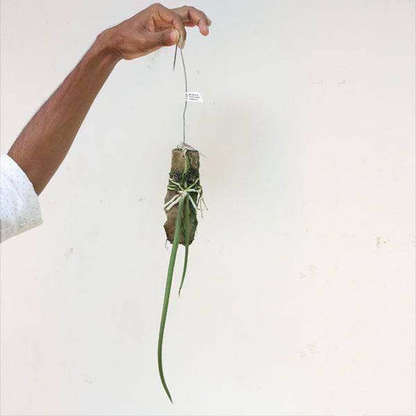 Trichocentrum jonesianum sp. - Without Flower | BS - Buy Orchids Plants Online by Orchid-Tree.com