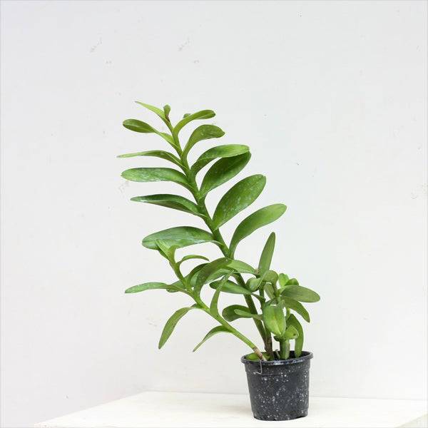 Epidendrum Raspberry Valley White - Without Flower | BS - Buy Orchids Plants Online by Orchid-Tree.com