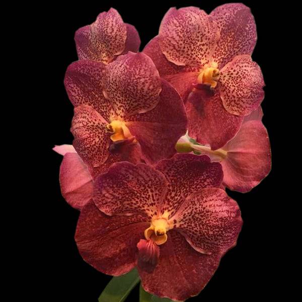 Vanda Dr.Anek x Fuchs Gold - Without Flowers | BS - Buy Orchids Plants Online by Orchid-Tree.com