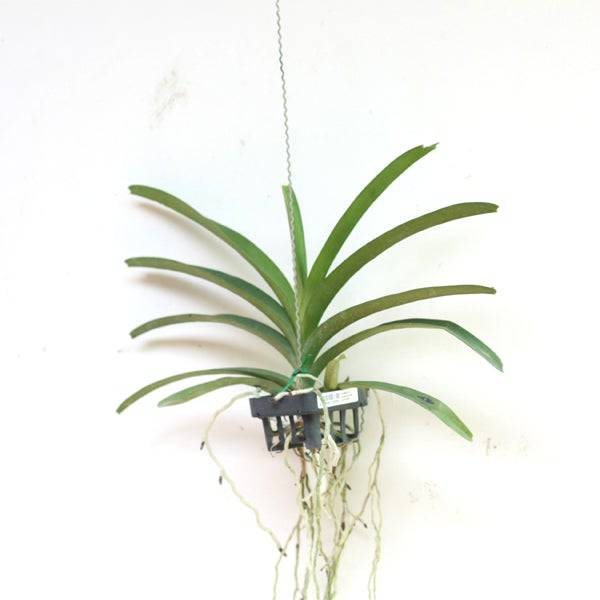 Vanda Dr.Anek x Fuchs Gold - Without Flowers | BS - Buy Orchids Plants Online by Orchid-Tree.com