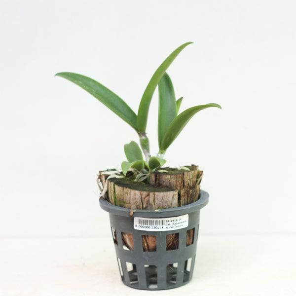 Cattleya (Cahuzacara) Jairak Conure - Without Flowers | MS - Buy Orchids Plants Online by Orchid-Tree.com