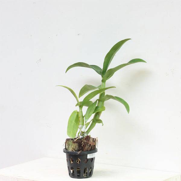 Dendrobium Emma White - Without Spike | BS - Buy Orchids Plants Online by Orchid-Tree.com