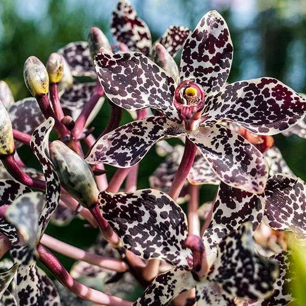 Grammatophyllum wallisii sp. -Without Flower | MS - Buy Orchids Plants Online by Orchid-Tree.com